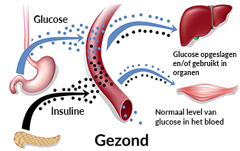 Lichaamswerking bij persoon zonder diabetes